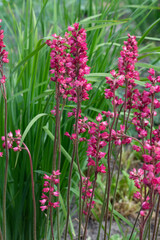 pink and small perennial plant heichera flowers