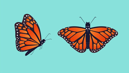 Vector illustration of monarch butterfly.