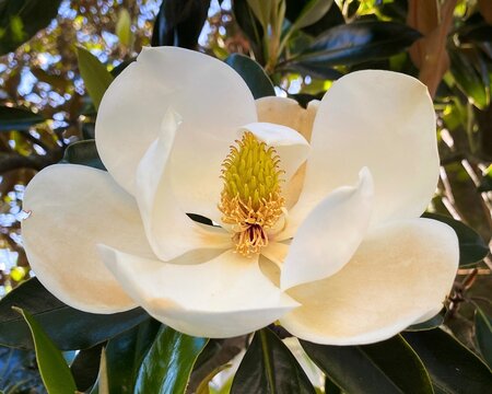 white magnolia flower