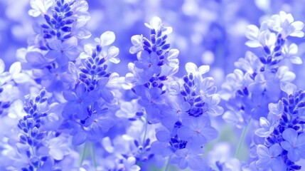 Fototapeta premium Vibrant Lavender Field in Summer Bloom Closeup