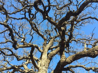 tree branches against sky
