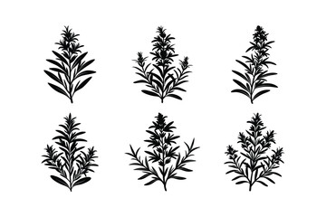 Rosemary (Salvia rosmarinus) design, labeled silhouette vector illustration