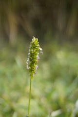 Fototapeta premium Close-up of Grass Inflorescence with Dew Drops