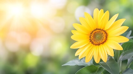 Obraz premium Vibrant Sunflower Blooming in Sunny Meadow