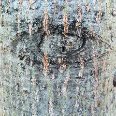 Tree trunk