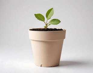 A biodegradable plant pot with a growing seedling, isolated on white.