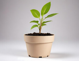 A biodegradable plant pot with a growing seedling, isolated on white.