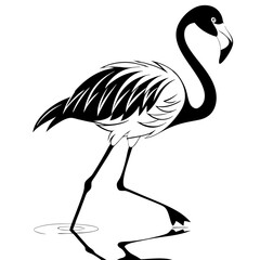 Flamingo Reflections