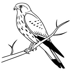 Kestrel’s Gaze