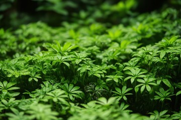 Fototapeta premium Lush green foliage thriving in a natural environment during daylight hours