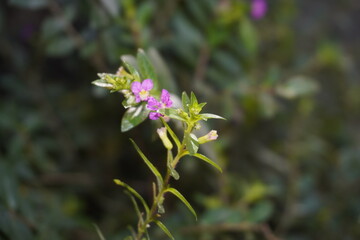 Fototapeta premium Close-Up of Purple Cuphea Flower with Green Foliage