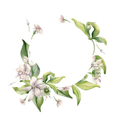 White Flowers jasmine, buds soft pink colors watercolor wreath isolated. Delicate floral circle frame of jasmine in botanical style hand drawn. Camellia painted for design package, wedding card, label