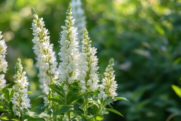 Fototapeta premium Blooming white flowers in a lush garden during a sunny afternoon showcasing nature's beauty