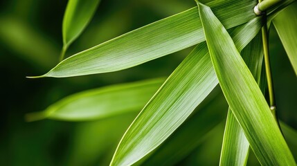 A detailed macro shot of overlapping bamboo leaves, their veins creating a bold and natural texture