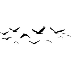 Obraz premium Beautiful Black Bird Flock PNG for Creative Use, Modern Transparent Background Image of Birds in Motion