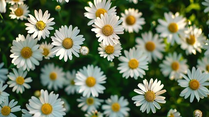 Obraz premium daisy seamless pattern wallpaper