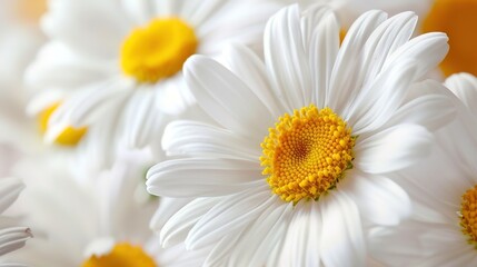 Fototapeta premium daisy seamless pattern wallpaper
