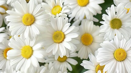 Obraz premium daisy seamless pattern wallpaper