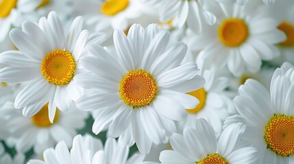 Fototapeta premium daisy seamless pattern wallpaper