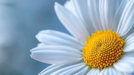 Fototapeta premium daisy seamless pattern wallpaper