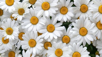 Fototapeta premium daisy seamless pattern wallpaper