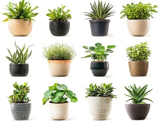 Fototapeta premium Cactus pots in various colors and designs, isolated on a white background. 