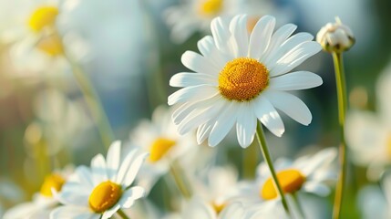 Fototapeta premium daisy seamless pattern wallpaper