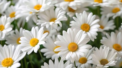 Obraz premium daisy seamless pattern wallpaper