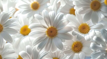 Obraz premium daisy seamless pattern wallpaper