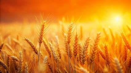 Minimalist Orange Yellow Wheat Field Banner Abstract Background