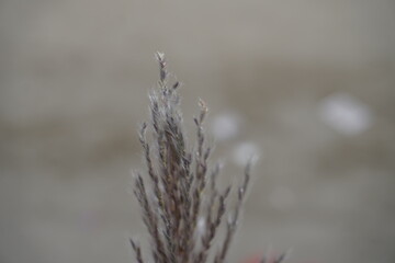 Feather Ornamental Grass Close-Up with Soft Background