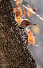 closeup of flicker woodpecker on gnarly barked tree