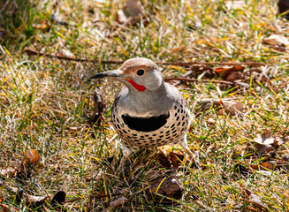 flicker woodpecker in profile on grass