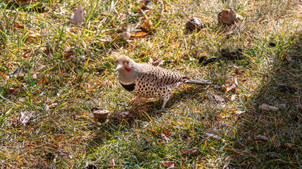 flicker woodpecker on grass eating a walnut