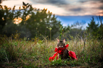 Whiskers and Ruffles