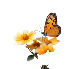 Obraz premium Butterfly on flowers. Isolated on transparent background. PNG image.