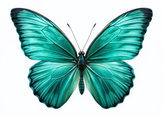Fototapeta premium Minimalist Turquoise Butterfly on White Background - High-Resolution Stock Photo
