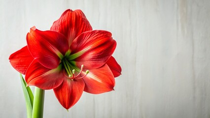 Minimalist Vibrant Red Amaryllis Bloom - Single Flower Studio Shot