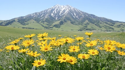 Yellow Flowers Bloom Before Majestic Mountain