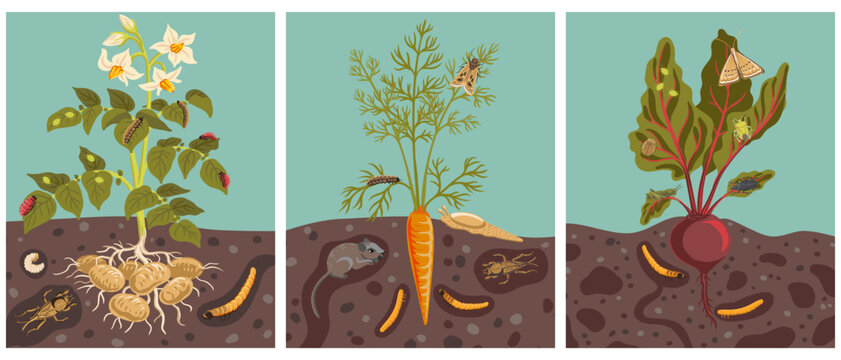 vector drawing garden plants with roots, green leaves, flowers and pests, vegetable and insects in soil ground, potato, carrot and beet, hand drawn illustration