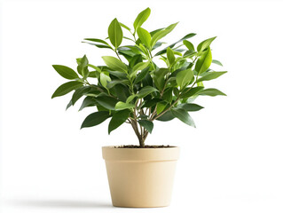 Potted Green Plant on White Background: Minimalist Nature and Interior Decor Concept