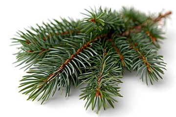 Pine cut out on a white background