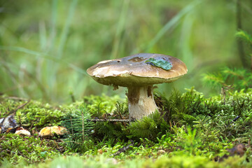 Wild cep mushroom growing in a green forest during daylight