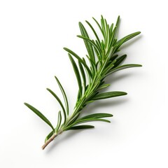 Fototapeta premium Fresh aromatic rosemary herb sprig