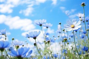Fototapeta premium Meadow flower sky landscape.