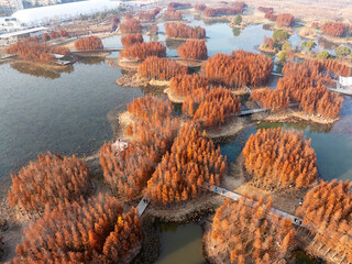 Aerial view of the bridge and Metasequoia forest in the park