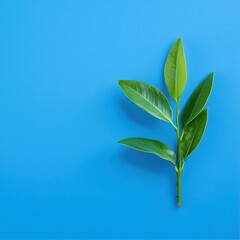 Fototapeta premium A lush green branch against a vibrant blue background, showcasing nature's beauty and simplicity.