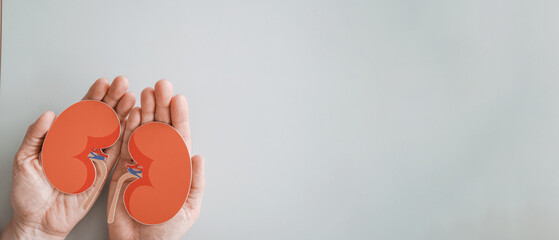 Hands holding kidney, world kidney day, Organ Donor Day, charity donation concept