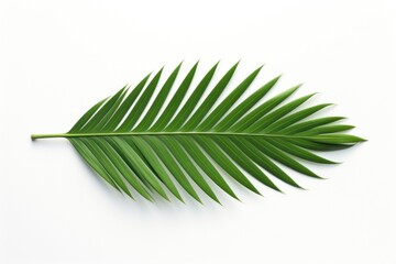 Fototapeta premium Plant frond leaf tree.