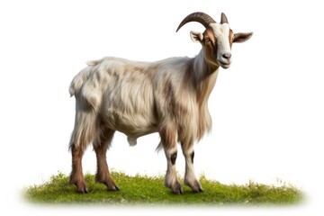 Fototapeta premium Livestock animal mammal sheep.
